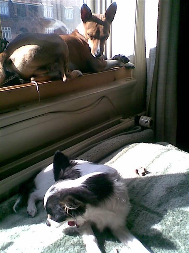 Basenji benji my name is bond billede 19