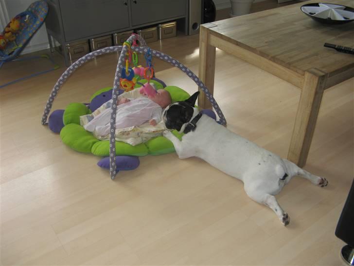 Fransk bulldog Simba - bet pigen og simba billede 19