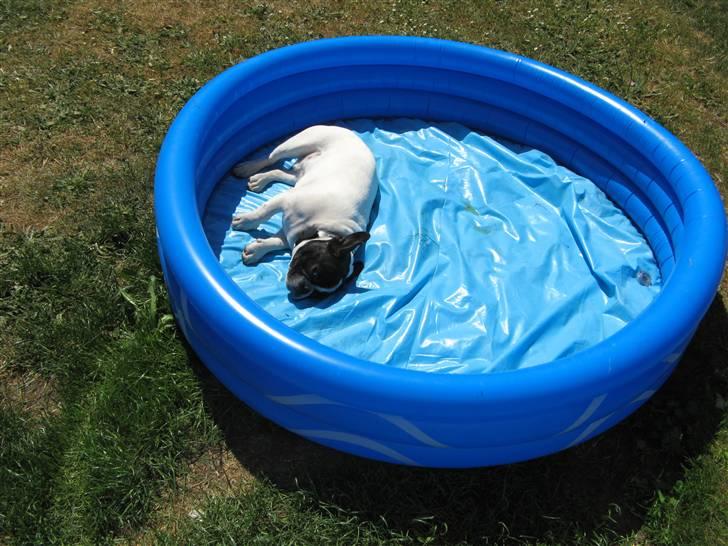 Fransk bulldog Simba - ååååh trængte ti at bli afkølet (sommer 08) billede 20