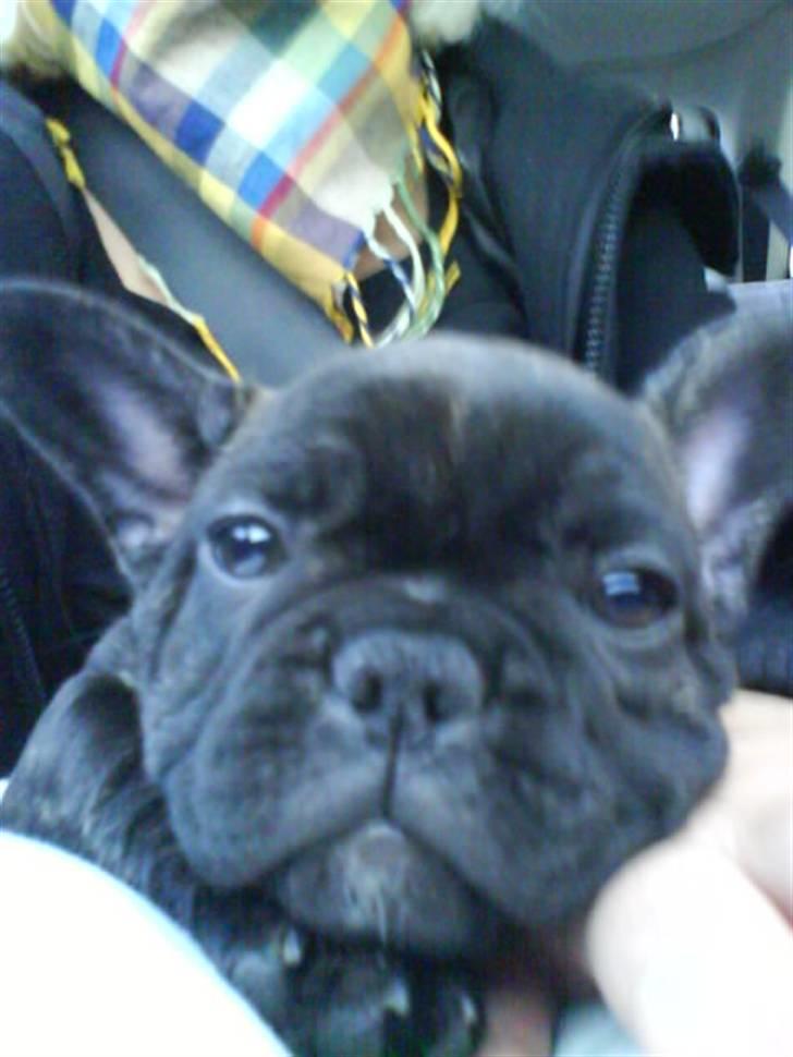 Fransk bulldog Bella billede 10