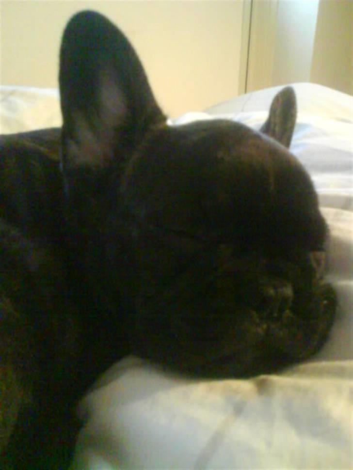 Fransk bulldog Bella billede 11