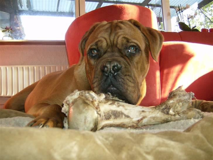 Dogue de bordeaux Zeus billede 4