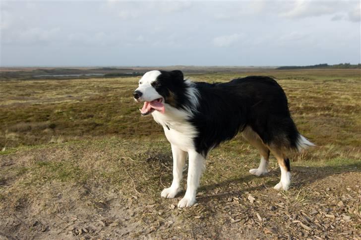 Border collie Silas billede 1