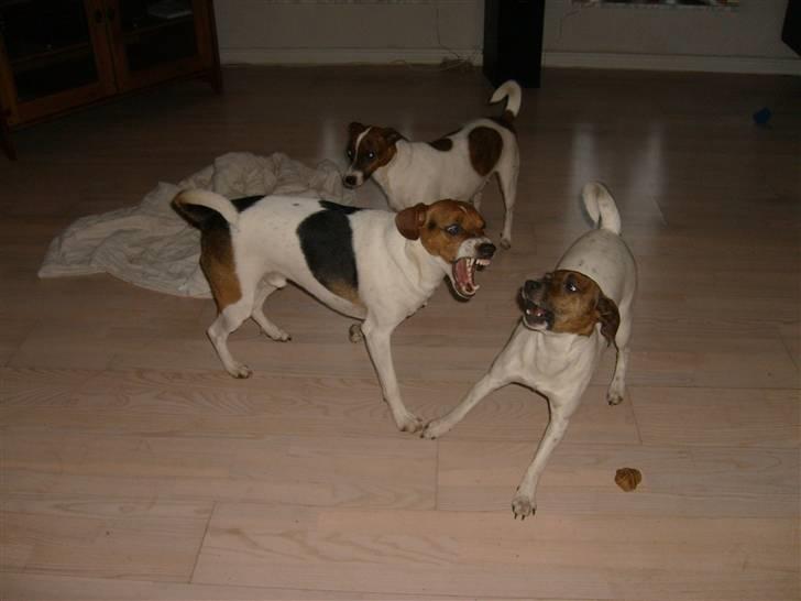 Dansk svensk gaardhund Charlie 17-12-2006 billede 19