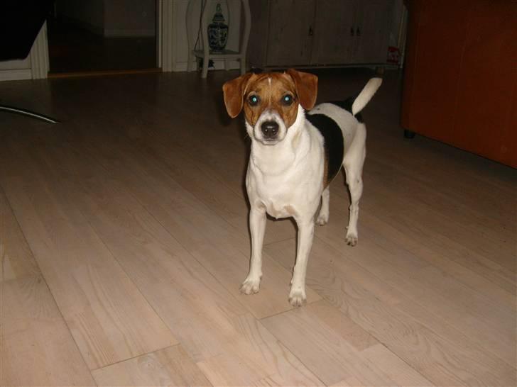 Dansk svensk gaardhund Charlie 17-12-2006 billede 20