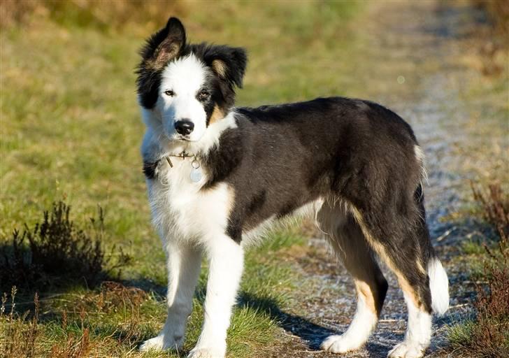 Border collie Silas - er jeg bare køn eller hvad? billede 4