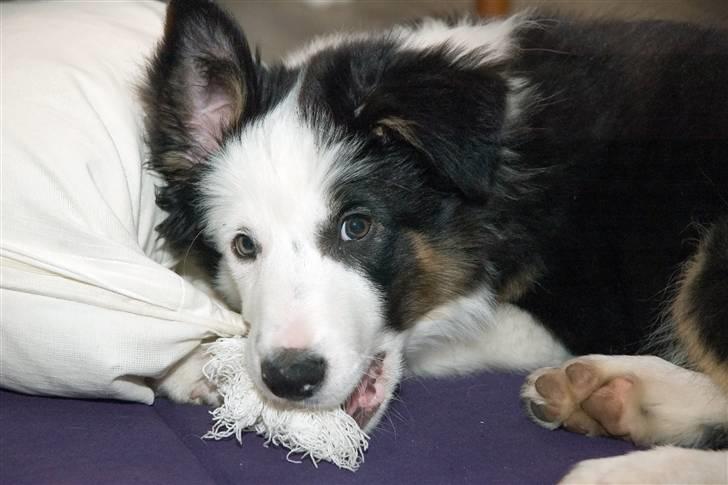 Border collie Silas - det var altså et uhæld at jeg læge min mund her! ;P I MÅ IKKE BLIVE SURE!! billede 5