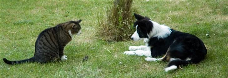 Border collie Silas - vores kat Pjuske har fanget en mus som han viser til Silas billede 6