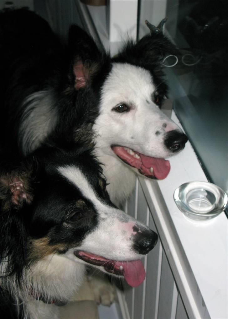 Border collie Silas - Silas og hans søster Ziggy  billede 7