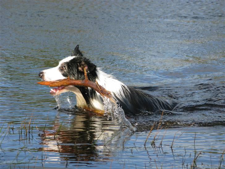 Border collie Silas billede 8