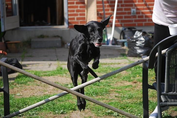 Blanding af racer Rollo - 13 år og stadig flyvende. billede 10