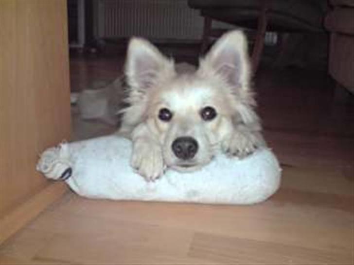 Blanding af racer Kaiser billede 8