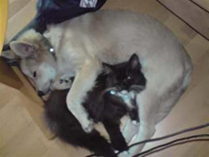 Blanding af racer Kaiser - ligger og putter med katten yang :) han er så sød billede 9