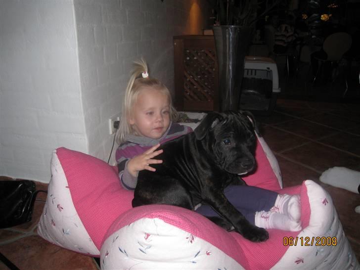 Staffordshire bull terrier Louis - her hygger jeg mig rigtig med celine :) billede 5