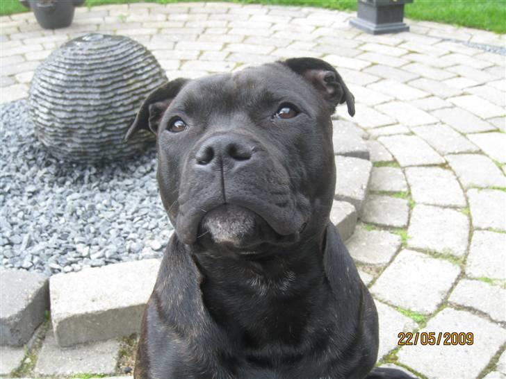 Staffordshire bull terrier Louis - 22 Maj 2009 billede 6