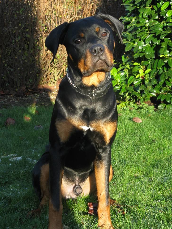 Blanding af racer zako billede 17