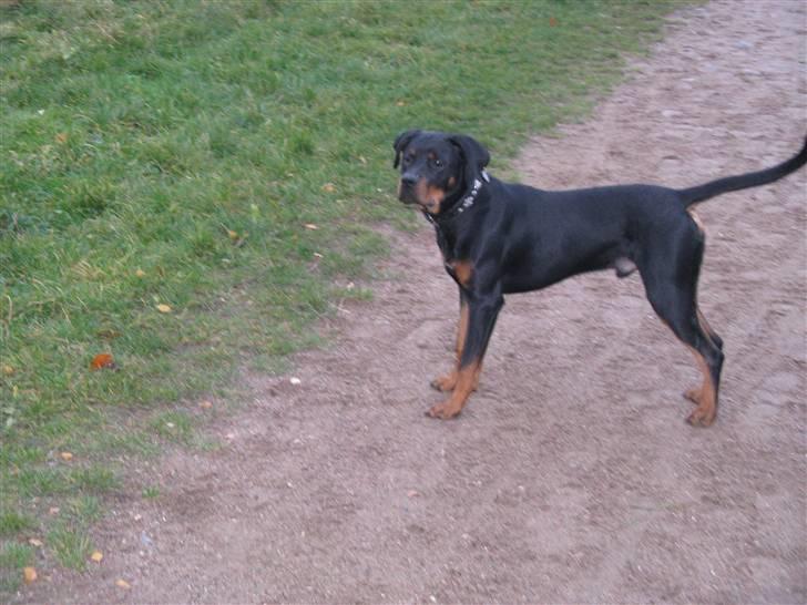 Blanding af racer zako billede 18