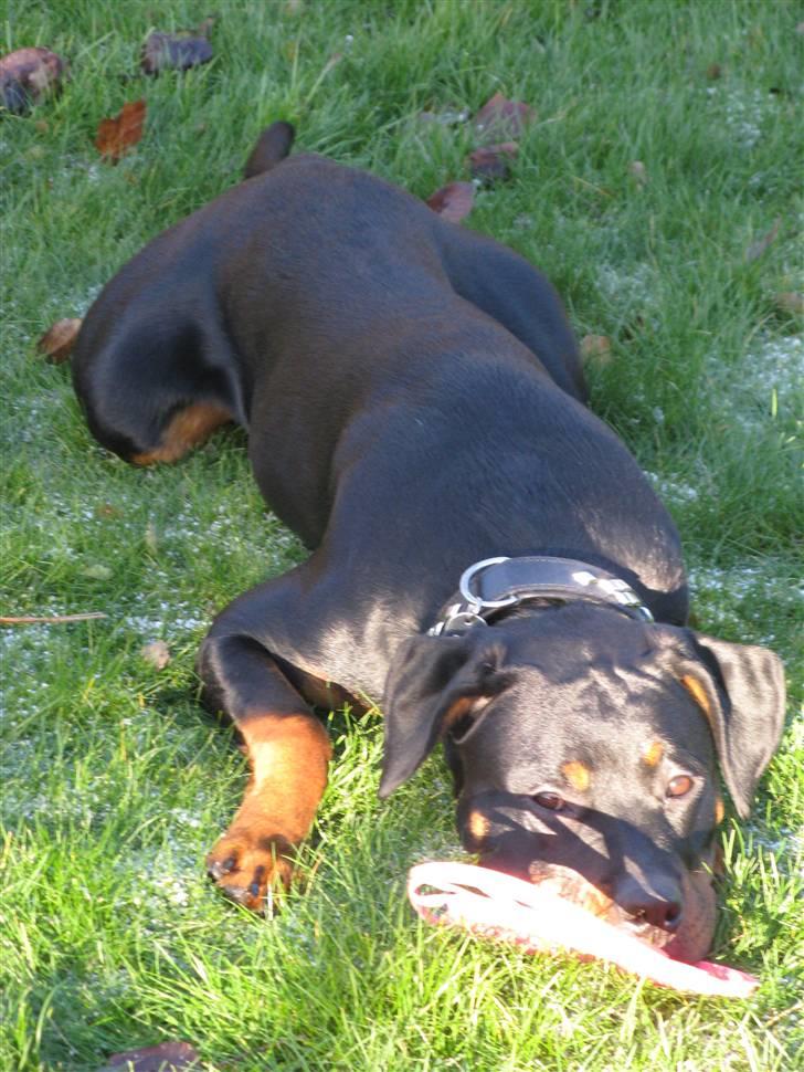 Blanding af racer zako billede 19