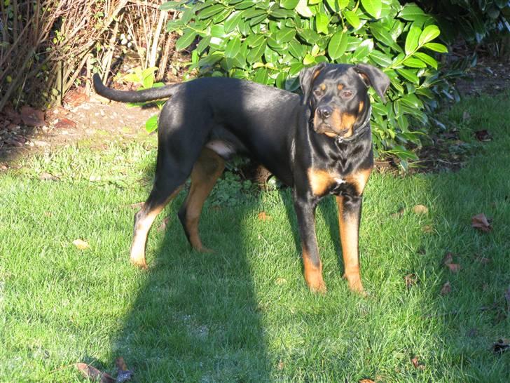 Blanding af racer zako billede 20