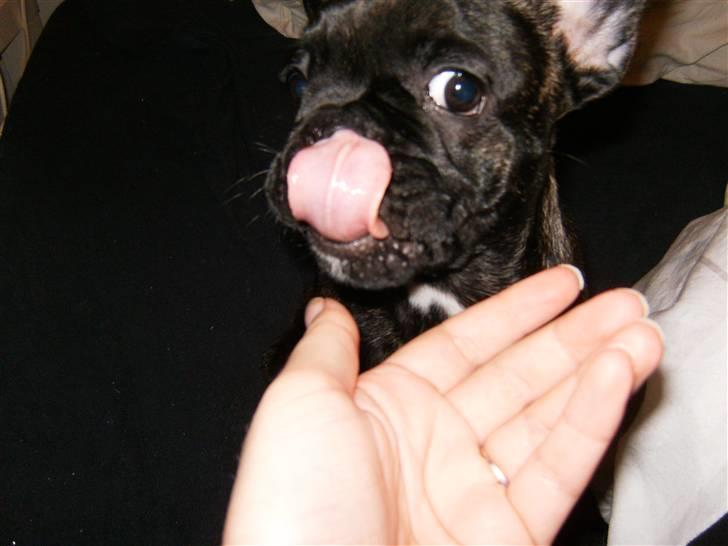 Fransk bulldog Bella billede 12