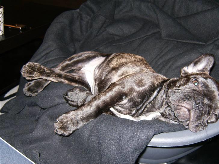 Fransk bulldog Bella billede 13