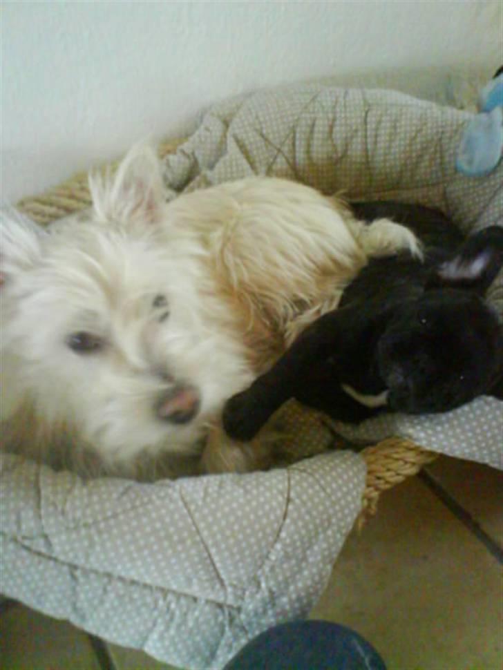 Fransk bulldog Bella - Magnus og jeg :) billede 14