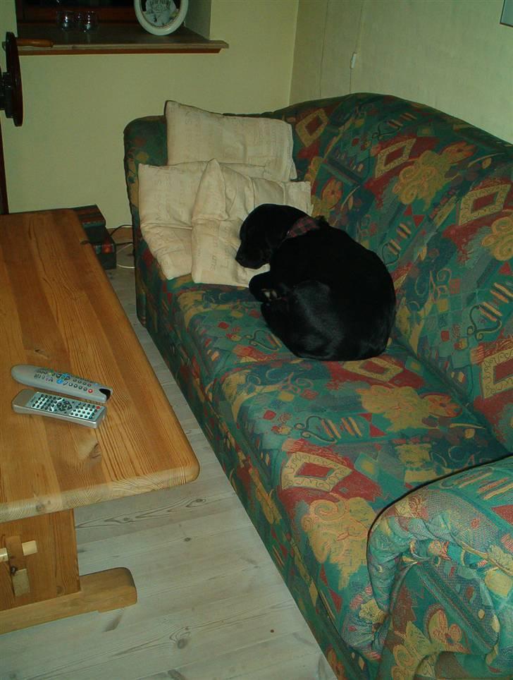 Blanding af racer Sif :) billede 3