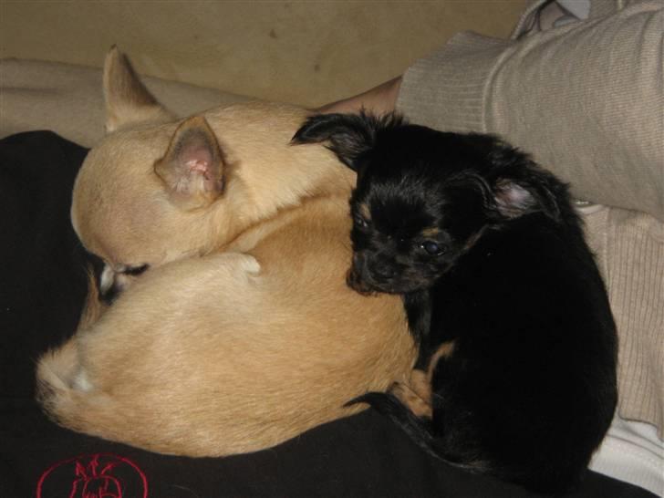 Chihuahua Sofie - Æælsker dig, Magnus billede 6