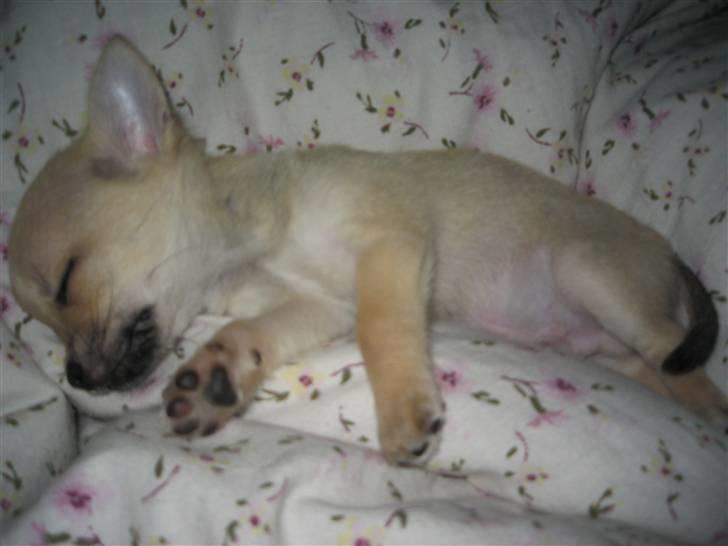 Chihuahua Magnus - en rigtig lille puttegøj billede 6