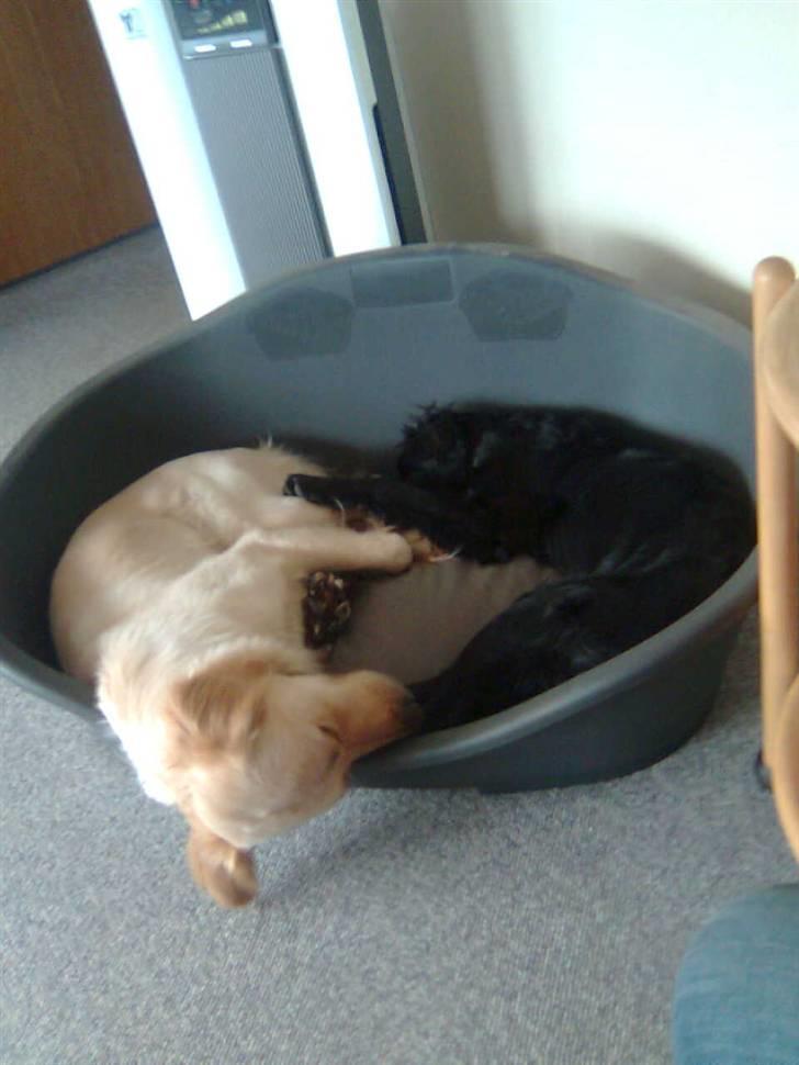 Golden retriever Bianca billede 6