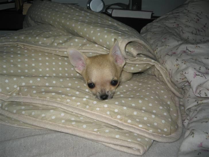 Chihuahua Magnus billede 7