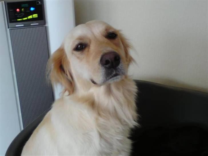 Golden retriever Bianca billede 7