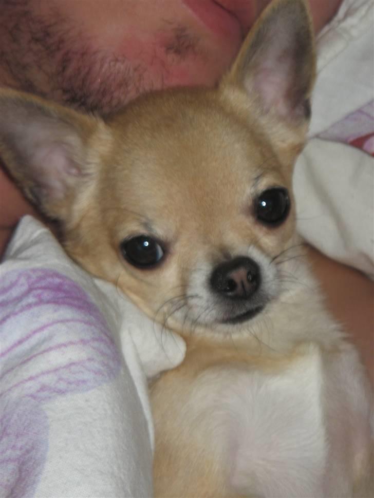 Chihuahua Magnus billede 8