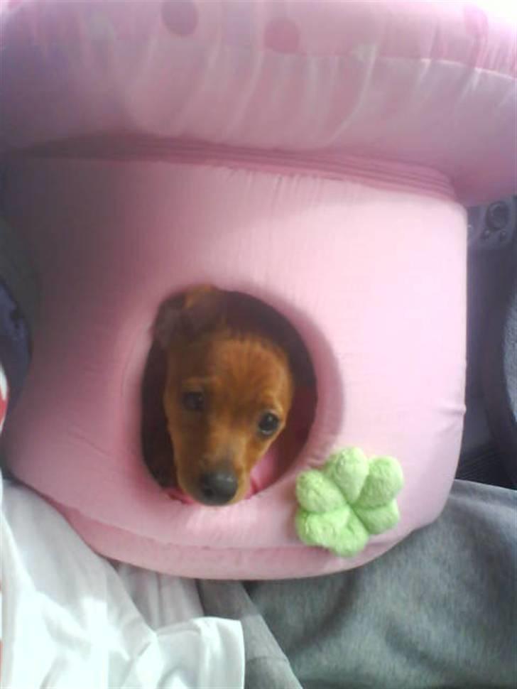 Dvaergpinscher Puta - Dengang jeg boede i en lille svamp. :-) billede 1
