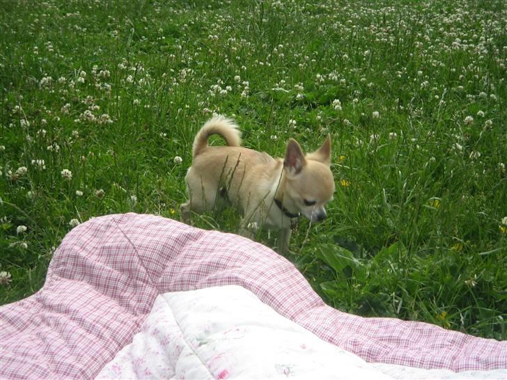 Chihuahua Magnus billede 9