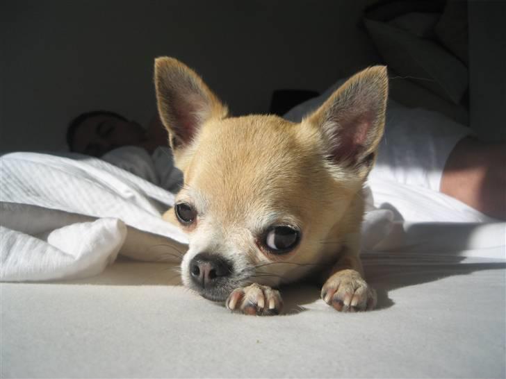 Chihuahua Magnus - her er meget bedre udsyn billede 10