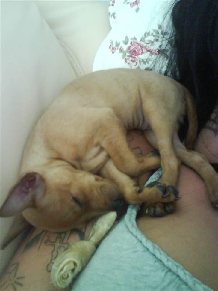 Dvaergpinscher Puta - 9 uger - og døøøøød træt.  billede 2