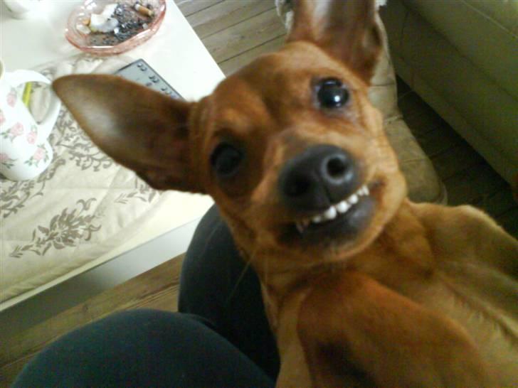 Dvaergpinscher Puta - Ligner jeg Svampebob nu? :-) billede 3