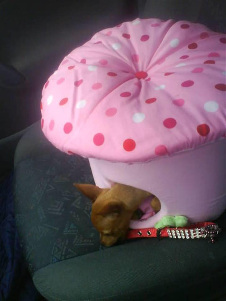 Dvaergpinscher Puta - Svampen skulle med på tur. :-) billede 4