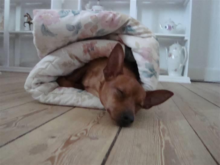 Dvaergpinscher Puta - En lille durumrulle. :-) billede 5