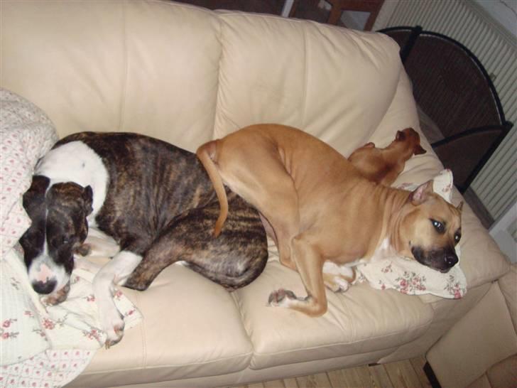 Dvaergpinscher Puta - Find mig..... :-) billede 6