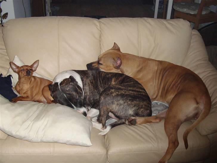 Dvaergpinscher Puta - Er det en frikadelle du tog med ind der?! Snif snif snif....... billede 7