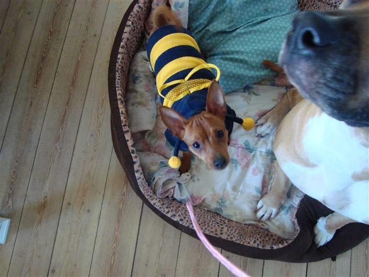 Dvaergpinscher Puta - Bzzzzzzz! billede 8