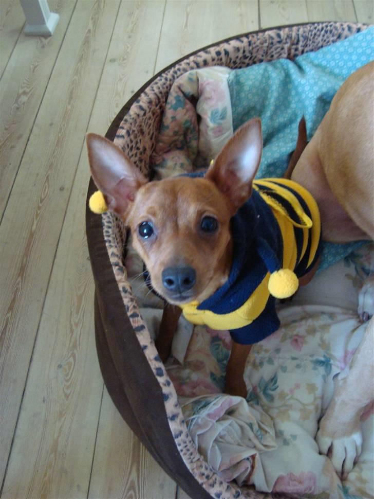 Dvaergpinscher Puta - My name is Bumle - Bumle Bi..... billede 9