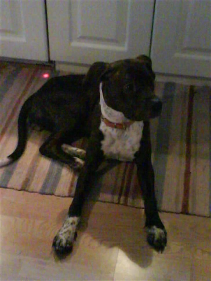 Blanding af racer Candi R.I.P billede 4