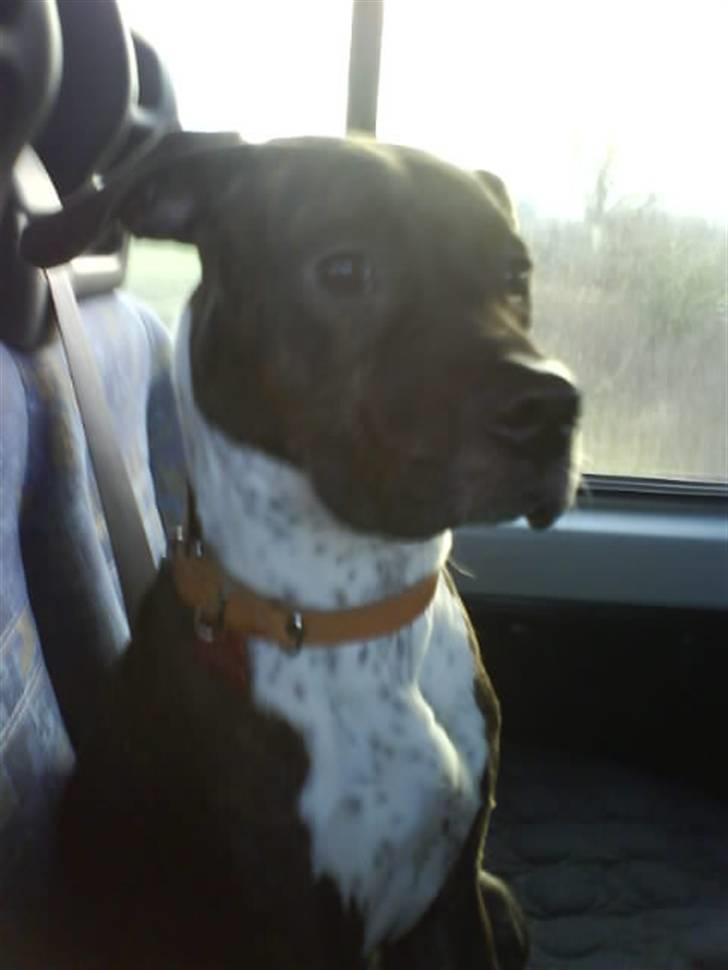 Blanding af racer Candi R.I.P billede 6