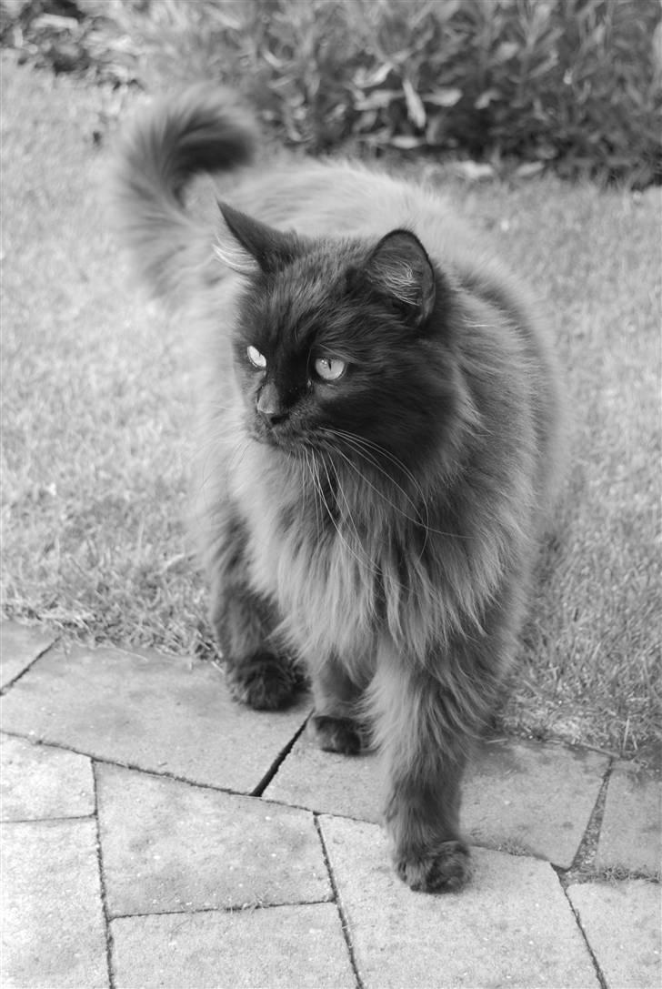 Golden retriever Grejsdalens Xavier (Gizmo - Min ældste "storebror" Blackson på 11 år..  (maine coon) billede 16