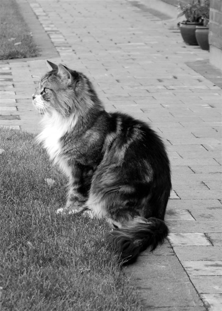 Golden retriever Grejsdalens Xavier (Gizmo - Min yngste "storebror" Felix på 4 år..  (maine coon) billede 17