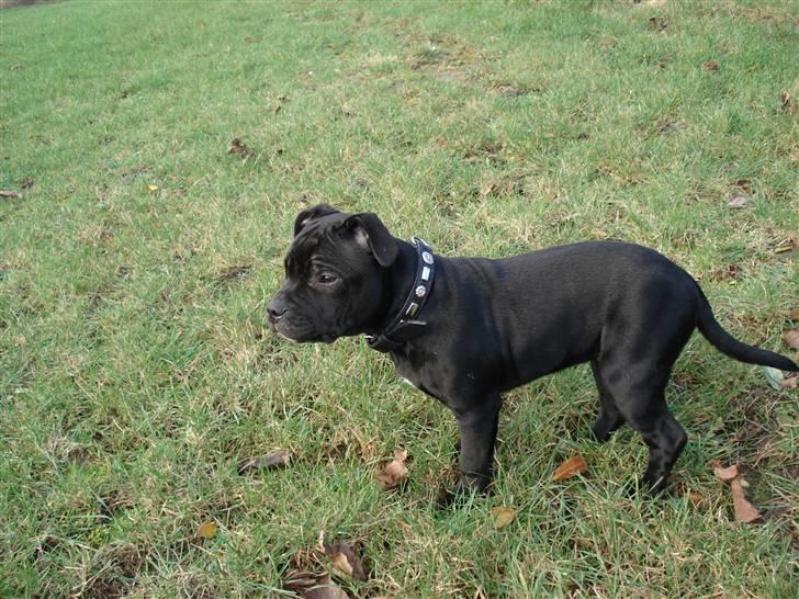 Staffordshire bull terrier molly billede 1