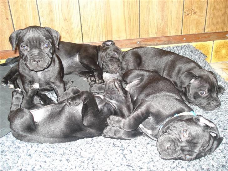 Staffordshire bull terrier molly - hygge tid billede 2